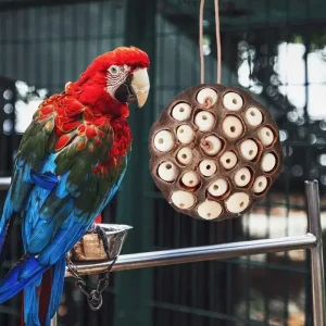 Anti-Bite Parrot  Foraging Chew Toy