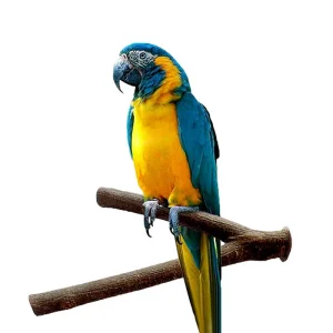 Wood Tree Branch Perch Parrot