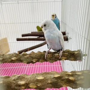 Parrot Perch Stand - Tree Branch Chew